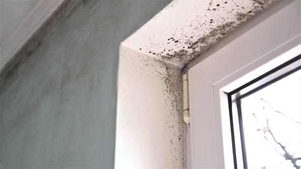 Best Residential Mold Remediation in Roundup, MT