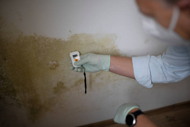 Best Commercial Mold Remediation in Roundup, MT