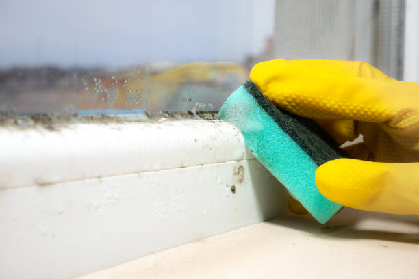 Best DIY Mold Remediation Support Services in Roundup, MT