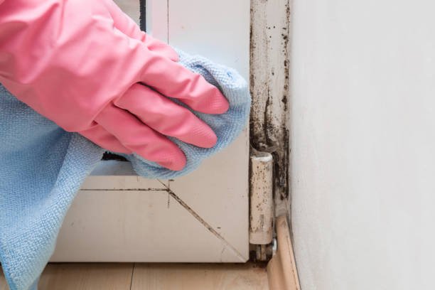Professional Mold Remediation in Roundup, MT